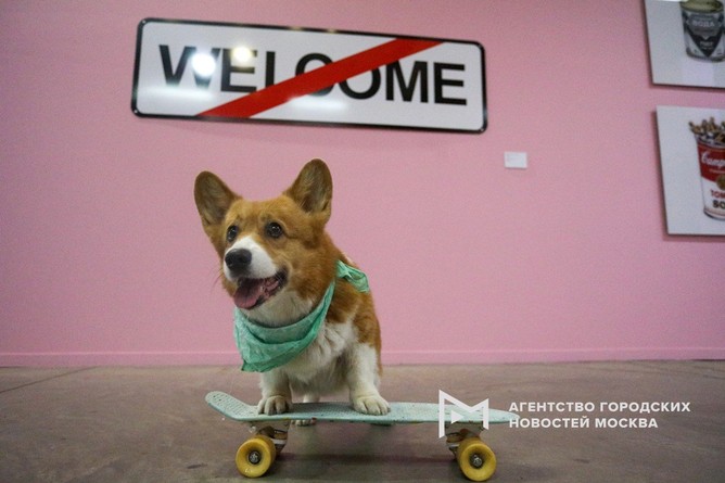 Pets Friendly Day в Центре цифрового искусства Artplay Media